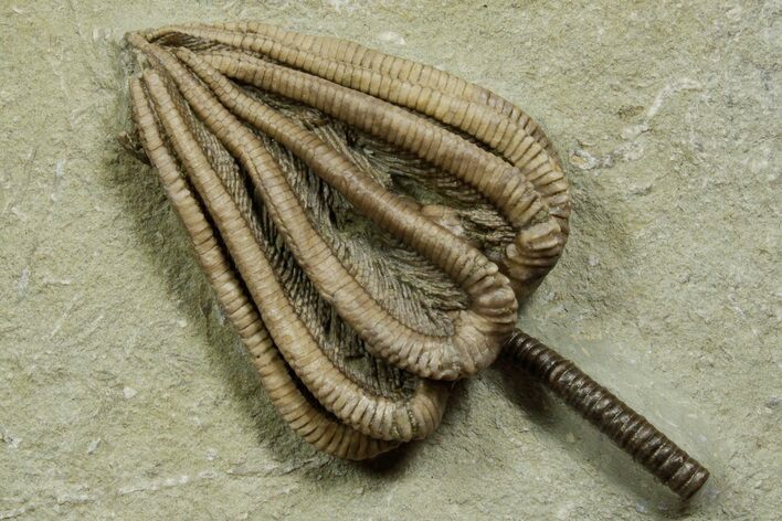 Fossil Crinoid (Agaricocrinus) - Crawfordsville, Indiana #371582